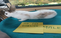 English rabbits for sale: Rabbits for sale , various sexes avaliable  - Image 21