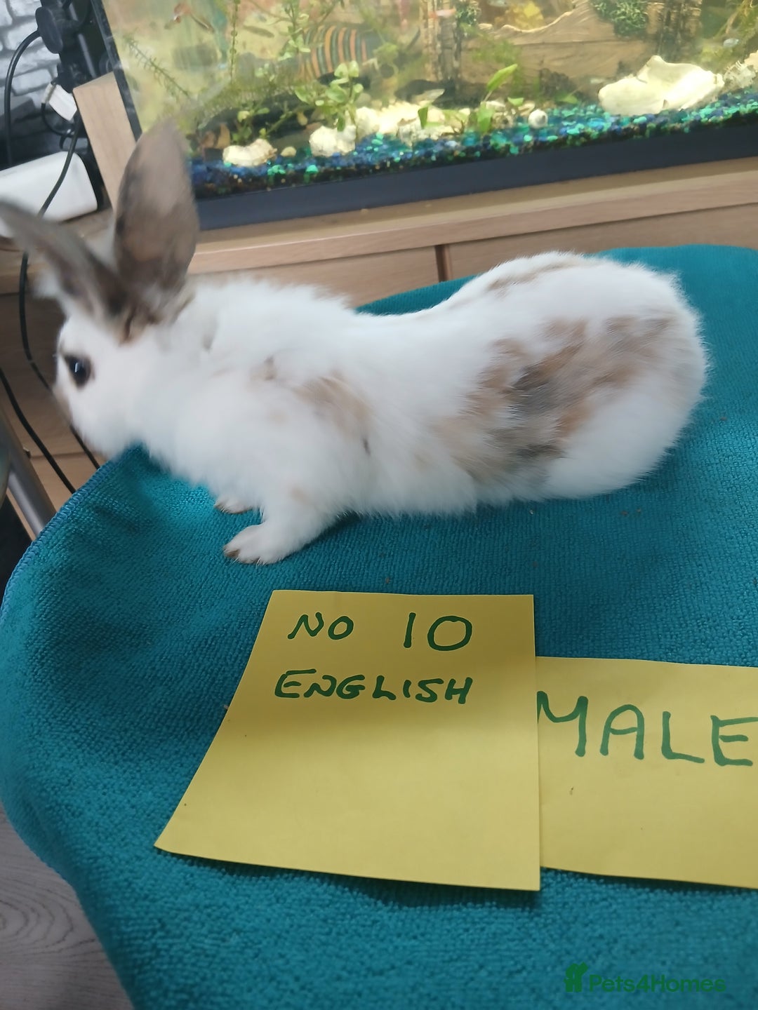 English rabbits for sale: Rabbits for sale , various sexes avaliable  - Image 21
