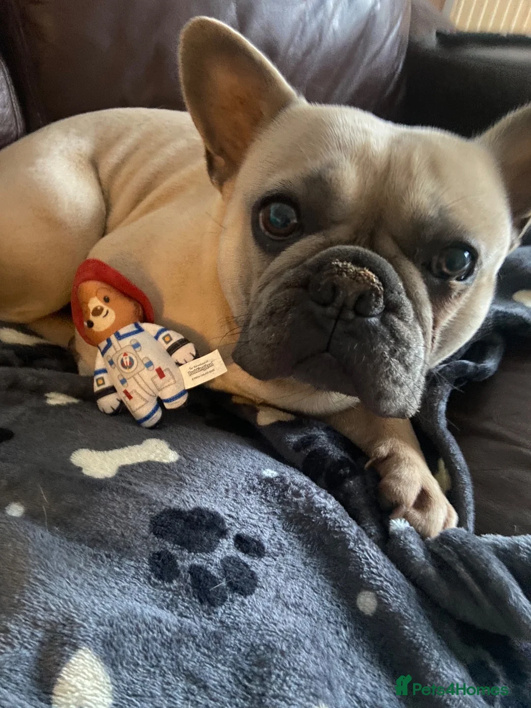 French Bulldog dogs for sale: French bulldog for a new home - Advert 2