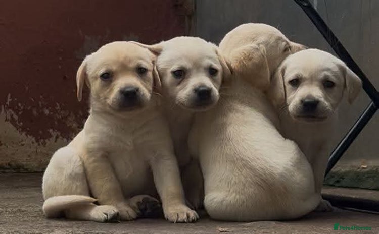 Labrador Retriever dogs in Lauder - Advert 4