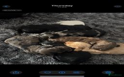 Cockapoo dogs for sale: Rare stunning American miniature teddy cockapoos  - Image 7