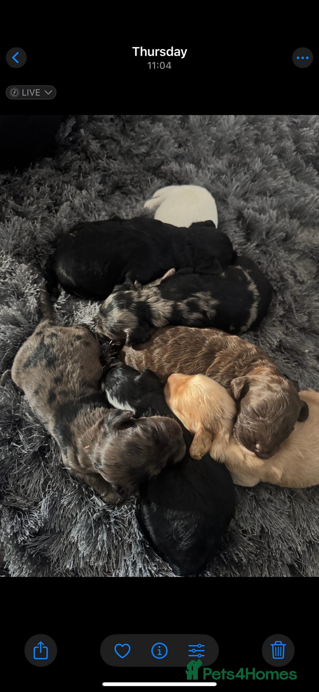 Cockapoo dogs for sale: Rare stunning American miniature teddy cockapoos  - Image 7