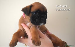 Boxer dogs for sale: 9 Beautiful Boxer Pups - Available from 22/12/2025 - Advert 5