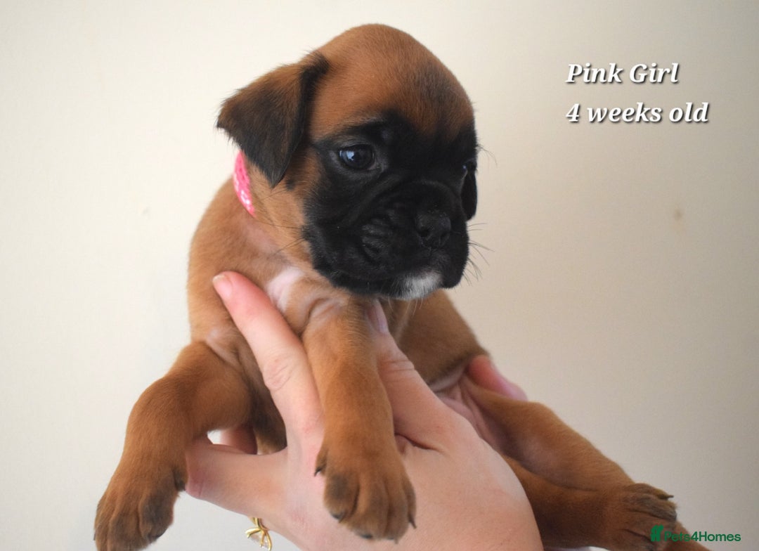 Boxer dogs for sale: 9 Beautiful Boxer Pups - Available from 22/12/2025 - Advert 5