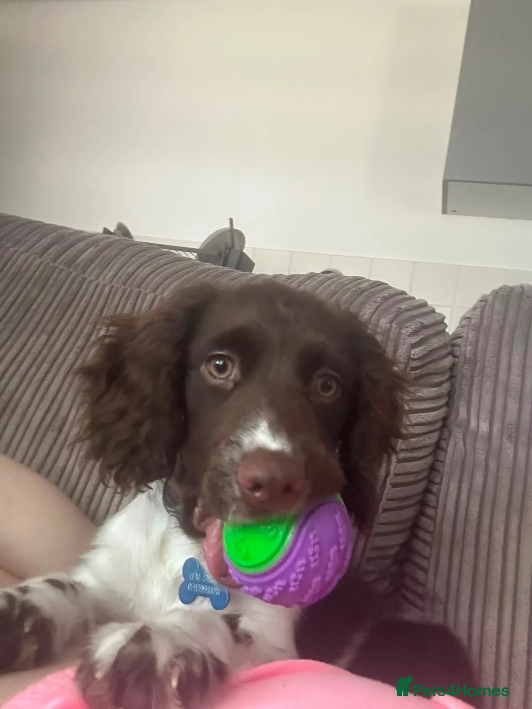 Sprocker dogs for sale: 6 month old male sprocker in Cambridge - Advert 6