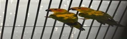 Mixed Breed birds for sale: Various Stunning Birds - Nationwide Delivery  in Newcastle upon Tyne - Advert 17