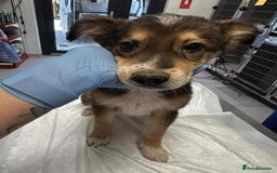 Mixed Breed dogs for adoption: Buddy - for adoption - IN FOSTER IN CHESSINGTON - Image 4