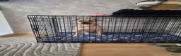 Staffordshire Bull Terrier dogs for sale: Staffy for sale in Runcorn - Advert 2