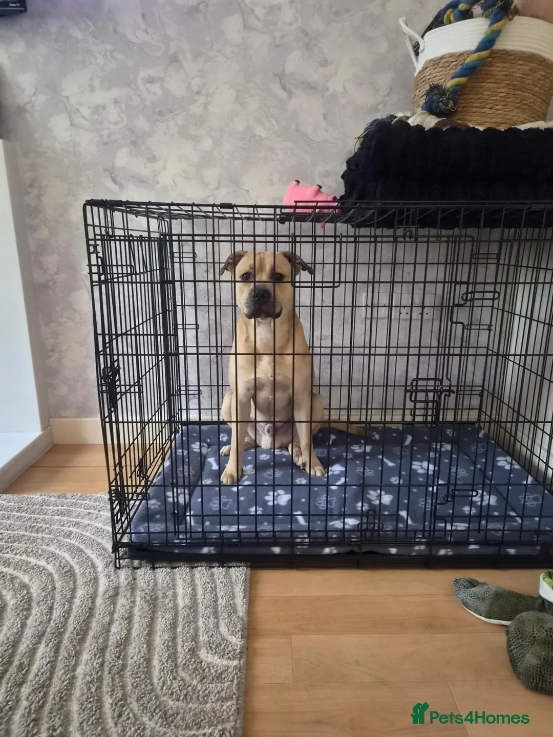 Staffordshire Bull Terrier dogs for sale: Staffy for sale in Runcorn - Advert 2