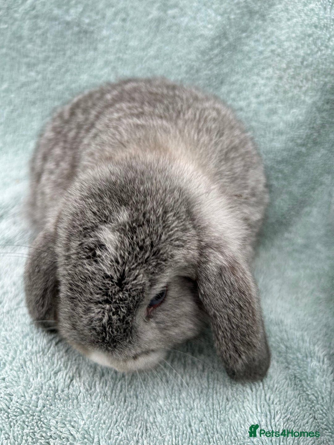 Mini Lop rabbits for sale: Pure bread mini lops - Advert 3