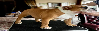 English Bulldog 2