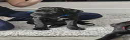 Cane Corso dogs for sale: Female puppy cane corso - Advert 3