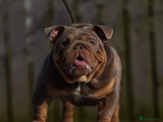 English Bulldog dogs in Maryport - Advert 2