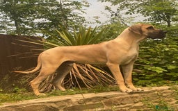 Great Dane dogs for sale: Great Dane puppy’s  - Image 26