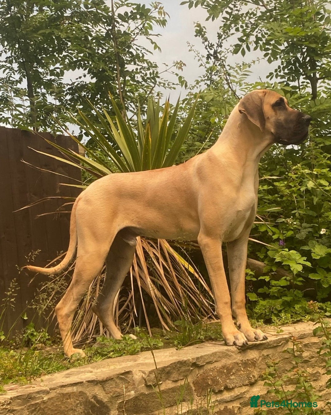 Great Dane dogs for sale: Great Dane puppy’s  - Image 26