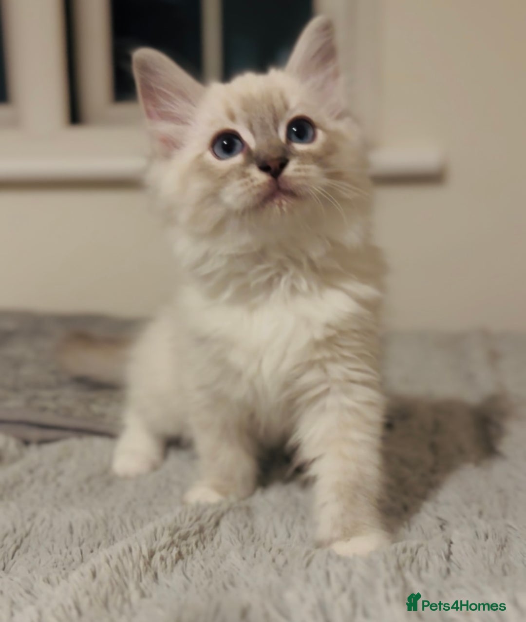Ragdoll cats for sale: 💙🐾Tica full Pedigree🐾EU Ragdoll 🐱🐾DNA Clear - Image 22