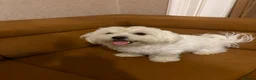 Maltese dogs for sale: Two Beautiful Bichon Maltese Brothers  - Advert 5