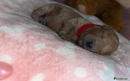 Cockapoo dogs for sale: 🌸3 gorgeous chunky Cockapoo puppy’s 🌸 - Image 25