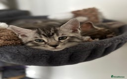 Bengal cats for sale: Half Bengal Kittens - Image 10