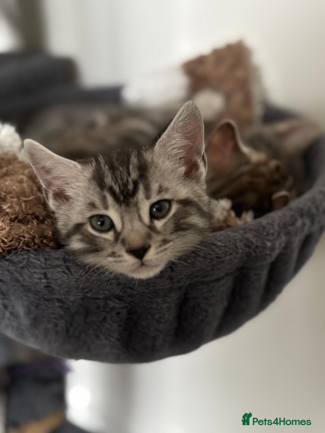 Bengal cats for sale: Half Bengal Kittens - Image 10