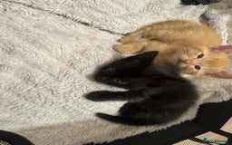 Ragdoll cats for sale: Rag doll - Image 3