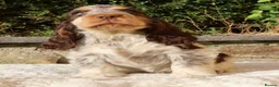 Cocker Spaniel dogs for sale: Extensively Health tested Parents & UNIQUE colours - Advert 11