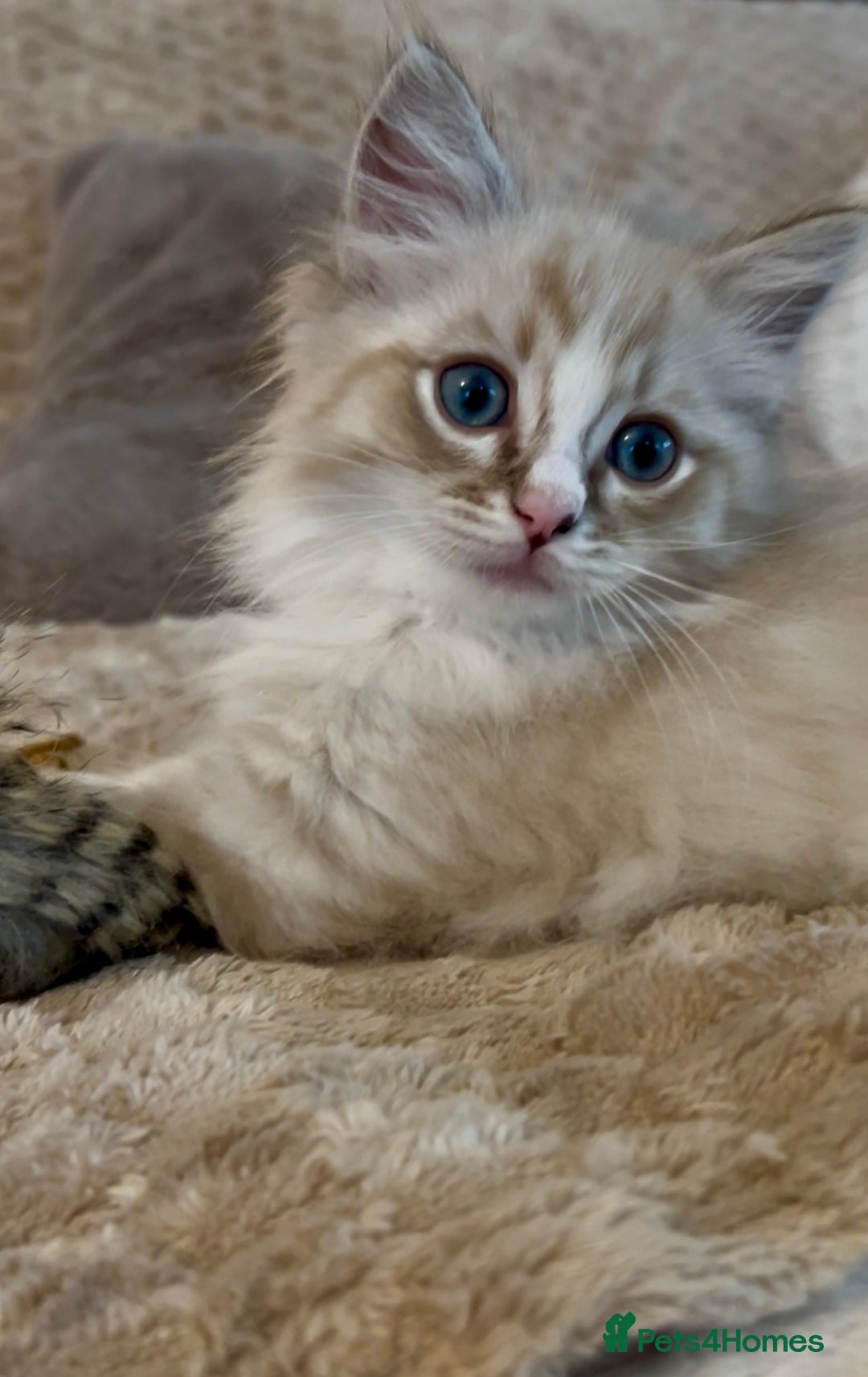 Ragdoll cats for sale: Ragdoll Kitten TICA chocolate tabby cherubim - Advert 14