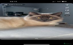 Ragdoll cats for sale: Ragdoll kittens - Image 9