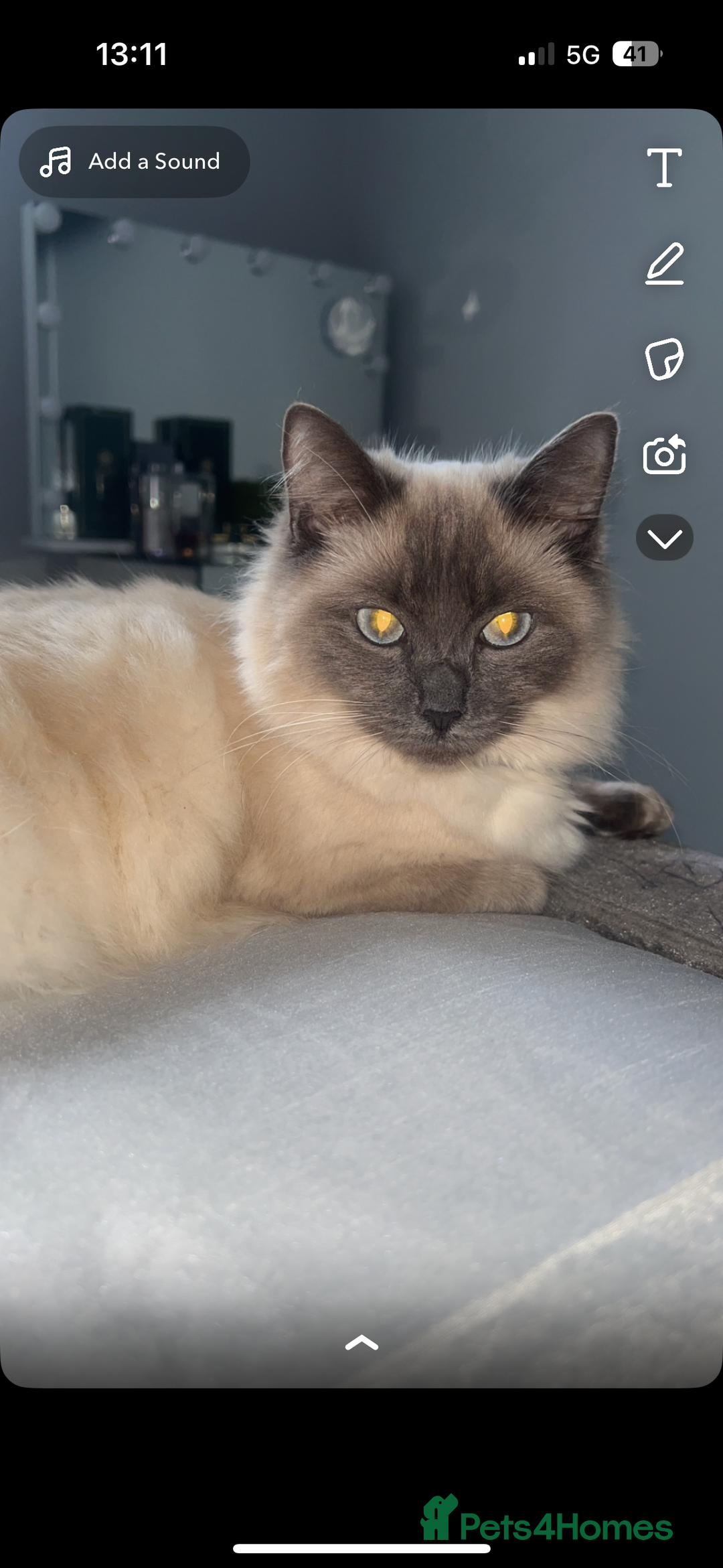 Ragdoll cats for sale: Ragdoll kittens - Image 9