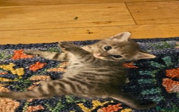 Savannah cats for sale: Beautiful Savannah cross kittens for sale - Advert 27