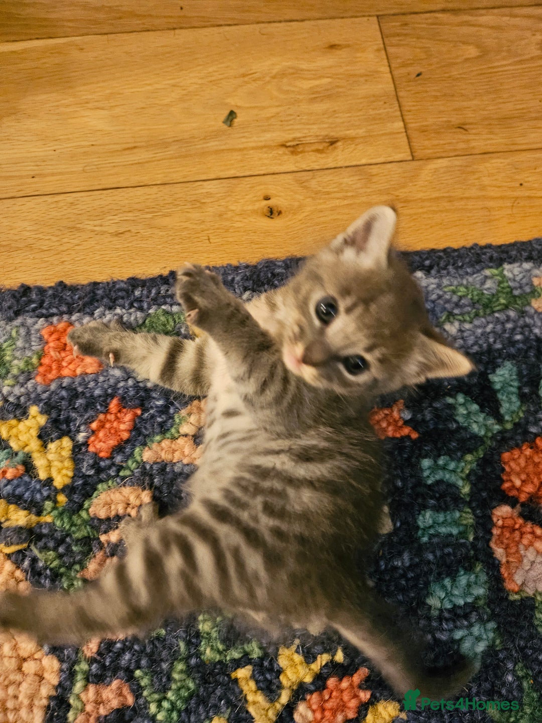 Savannah cats for sale: Beautiful Savannah cross kittens for sale - Advert 27