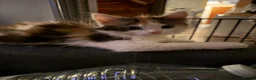 Mixed Breed cats for sale: 🐾 2 Kittens for Sale – Male & Female, Ready Now - Advert 5