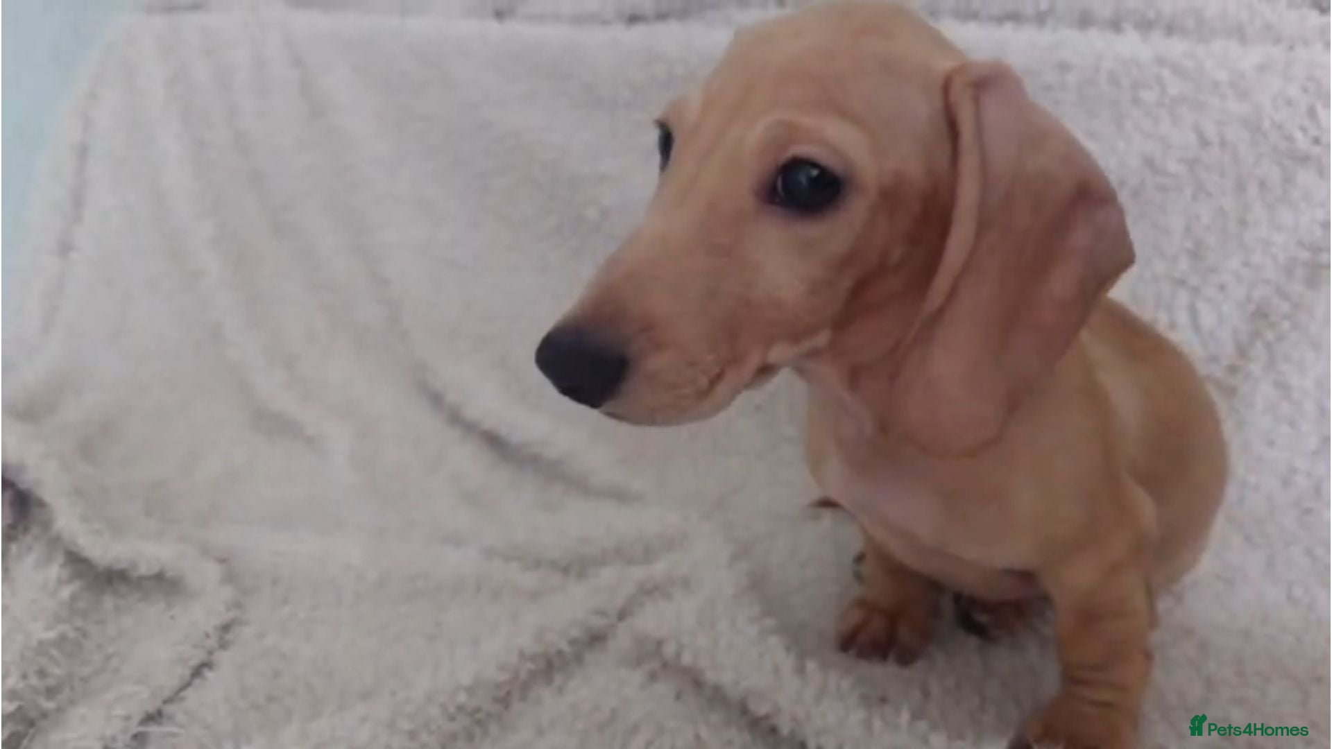 Miniature Dachshund dogs Cream Mini Dachshund Puppy Last one - Advert 1