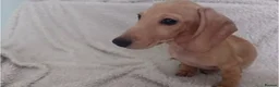 Miniature Dachshund dogs for sale: Cream Mini Dachshund Puppy Last one - Advert 3