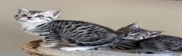 British Shorthair cats for sale: Silver Spotted British Shorthair Kittens - Advert 23