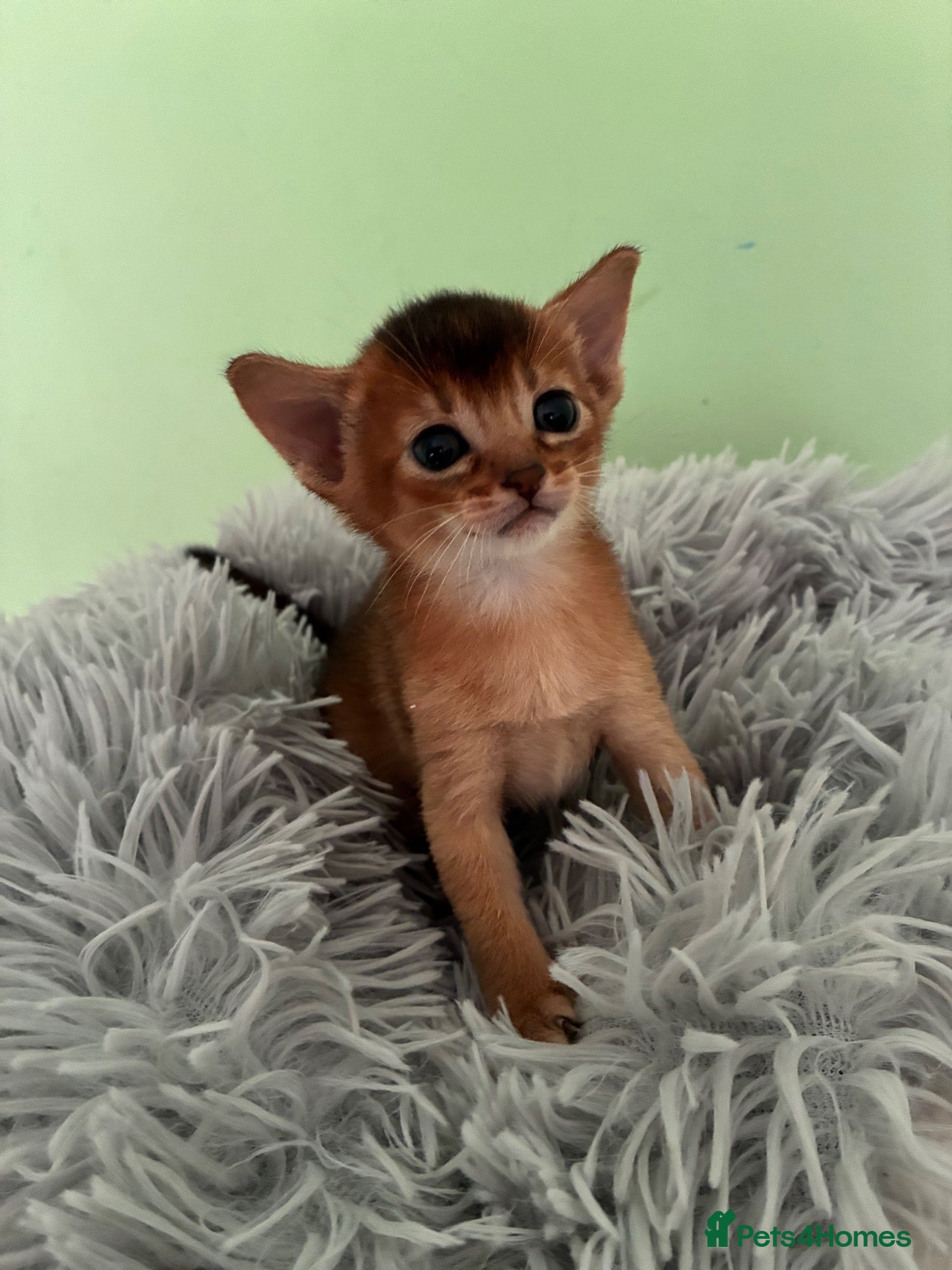 Abyssinian cats TICA 5* Pedigree Abyssinians  - Advert 2