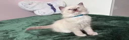 Ragdoll cats for sale: RAGDOLL kittens 3xBOYS, 3xGIRLS - Advert 24