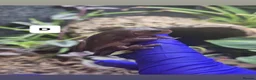 Frog reptiles for sale: Posion Dart frogs and whites tree frog  - Advert 6