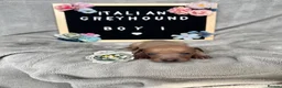 Italian Greyhound dogs for sale: Outstanding Italian Greyhound Puppies - Advert 5