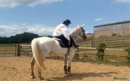Belgian Warmblood horses for sale: Wow !! What a mare she is !!  - Image 3