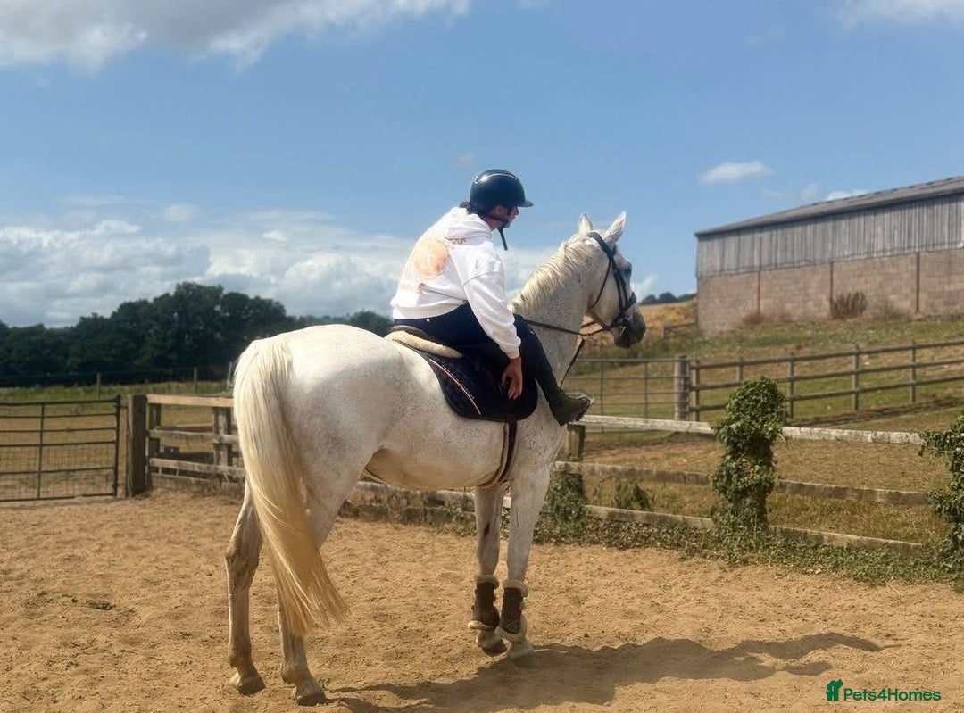 Belgian Warmblood horses for sale: Wow !! What a mare she is !!  - Image 3