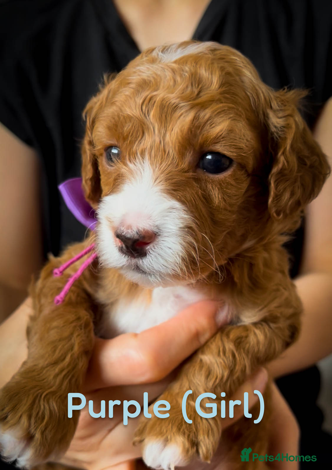 Cavapoo dogs for sale: 🌟Adorable All Red F1bb Cavapoo puppies🌟 - Image 2