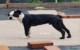 Boston Terrier dogs for sale: Need home,s ASAP  - Image 4