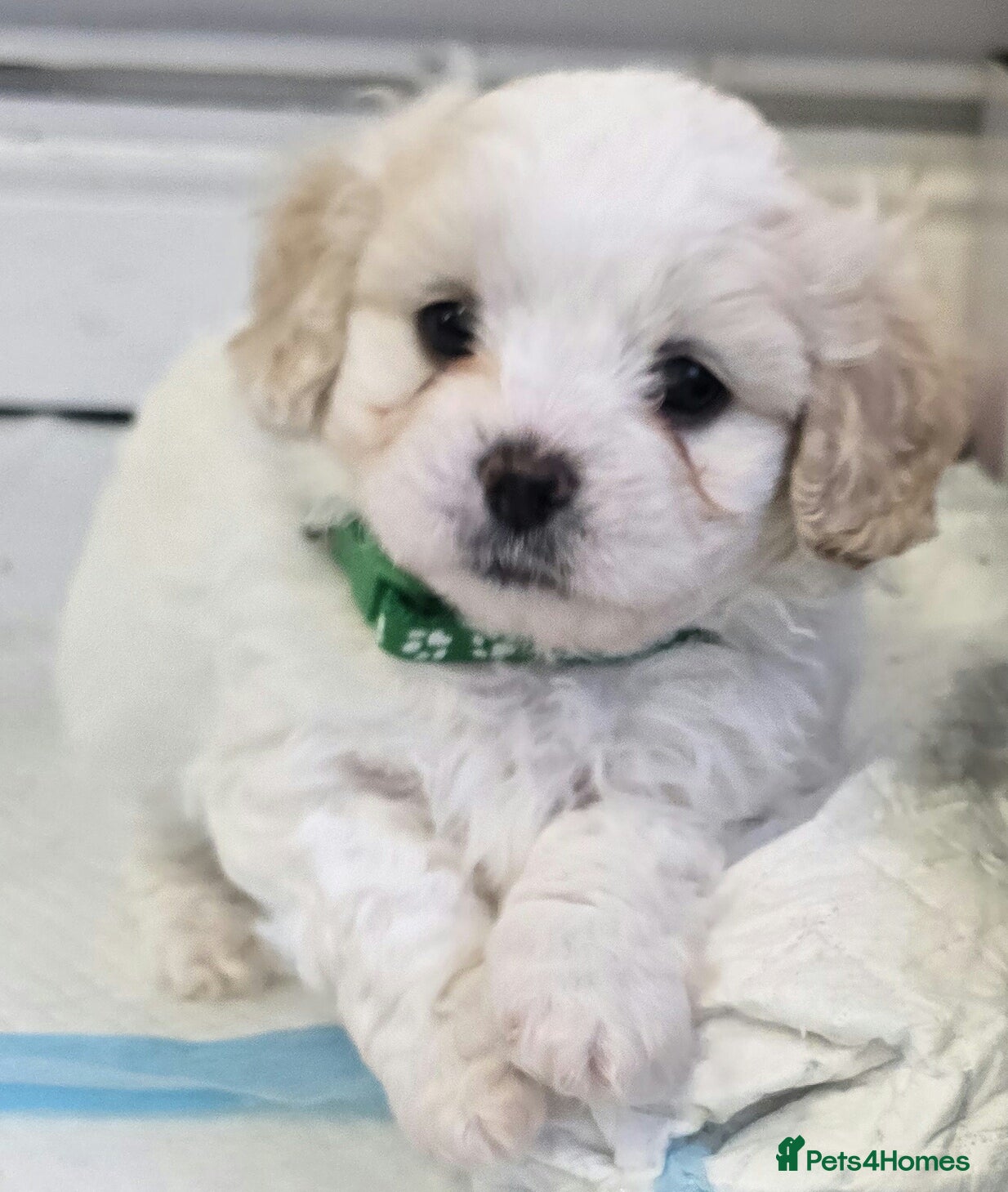 Mixed Breed dogs Beautiful shichon cross cavachon - Advert 1