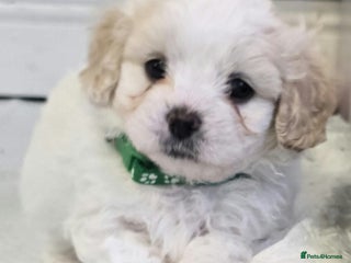 Mixed Breed dogs Beautiful shichon cross cavachon - Advert 8