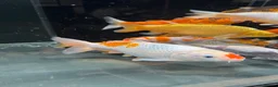 Koi Carp fish for sale: Koi carp in Manchester - Advert 2