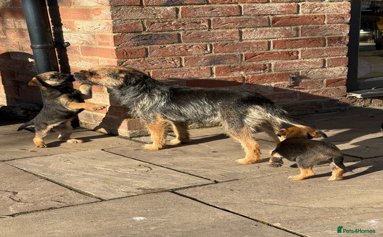 Border Terrier dogs - Advert 1