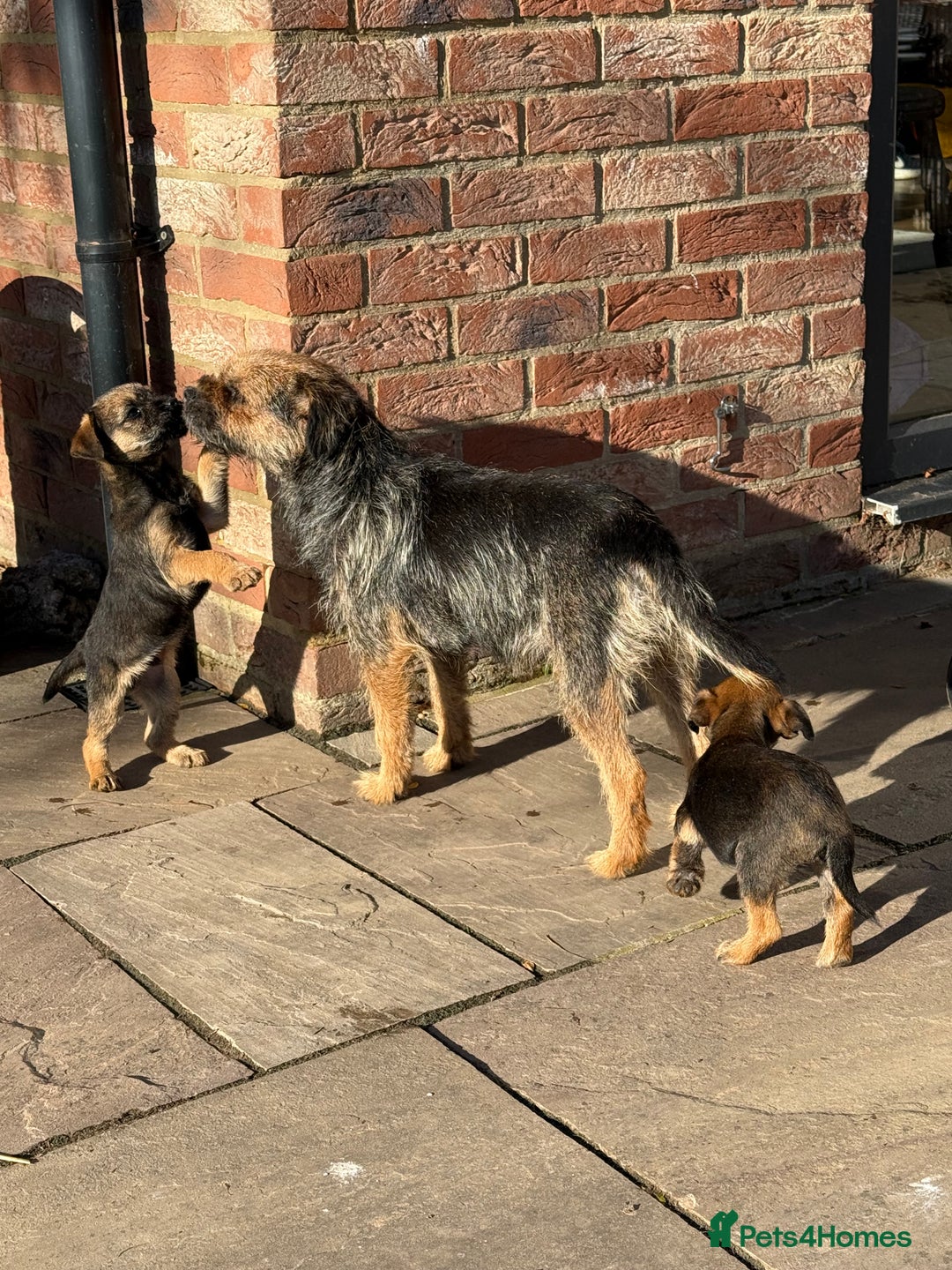 Border Terrier dogs for sale: 🧡Fabulous KC Border Terrier Girl - Image 1