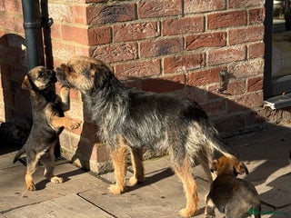 Border Terrier dogs - Advert 2