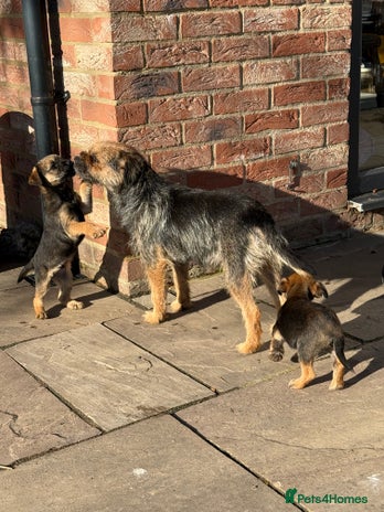 Border Terrier dogs - Advert 1